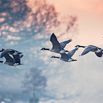 Richmond Park, London, UK