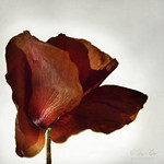 Scarlet Purse of Dreams