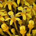 Lanterneira (Lophanthera lactescens)