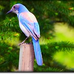 Scrub Jay Blues