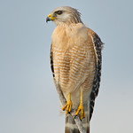 Red-shouldered Hawk - Buteo lineatus