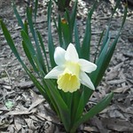 Mount Hood Trumpet Daffodil