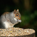Gray Squirrel