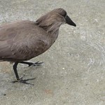 Hammerkop