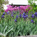 duch iris blue0001