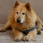 FAREWELL SWEET ROMEO