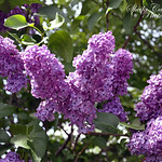 Lovely Lilac