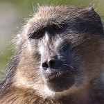 Babu&iacute;no (Papio ursinus)