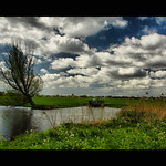 Friendship is a sheltering tree...