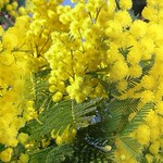 March 8 - WISHES TO ALL WOMEN OF THE WORLD - AUGURI A TUTTE LE DONNE DEL MONDO