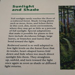 Sunlight and Shade