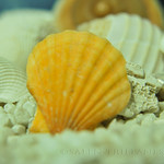 Seashells