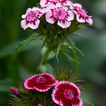 Sweet William (Dianthus barbatus)