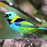 Sa&iacute;ra-sete-cores - Green-headed Tanager - (Tangara seledon)