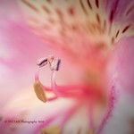 / \ / BEE'S POINT OF VIEW