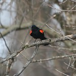 Blackbird Singing