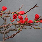 Chaenomeles japonica