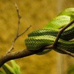green mamba