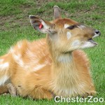 Sitatunga
