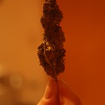 I like big buds