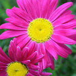 Gerbera Daisies 20
