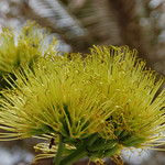 Tropical yellow blooms 2