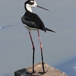 Black-necked Stilt