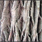 Tree bark