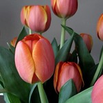 Step up and Smell the flowers