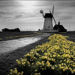 Spring Brightens Up The day *Explored*