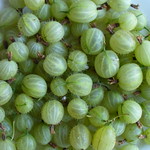 gooseberries