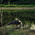 The lonely boat & a bare tree !
