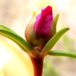 Red Bud on Moss Rose