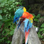 Macaws