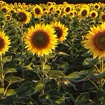 Field of Sunflowers - Sunflowers are annual plants native to the Americas. The have a large inflorescence (flowering head) that can reach upwards to 12 inches across. They can grow to 10 feet tall. During their bud stage, most sunflowers face the risin