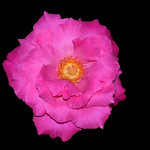 Passionate Pink - C95-9-5-10DSCN8449_62778