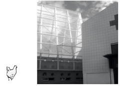 Polli intellettuali 1