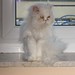 Katze von Mam I