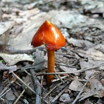 Vibrant mushroom