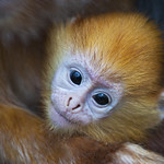 Alien Eyes by Kev Bell