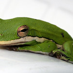 Green Tree Frog