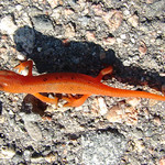 Red eft