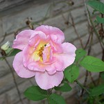 Blooming Rose