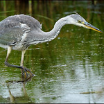 Young Heron.