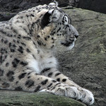 Snow leopard
