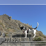 Nora - Sion _ Sitten - Switzerland P1150231