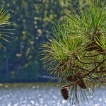 PSE8LoblollyD90-015482