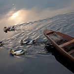 Four ducks--Dal Lake , Kashmir , India
