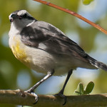 Bananaquit