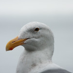 Go ahead. I dare you.